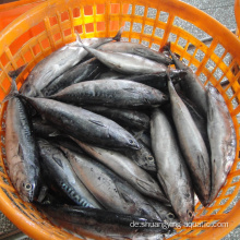 Neuankömmling Seafrozen Thunfisch Fisch Sarda gestreift Bonito